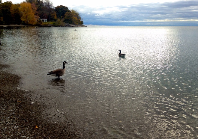 photo of Lake Ontario, silvery in the morning light, with geese.